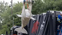 EEUU recibe seis ballenas belugas desde Canadá: estarán en estos parques acuáticos
