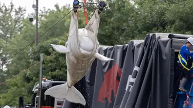EEUU recibe seis ballenas belugas desde Canadá: estarán en estos parques acuáticos EEUU recibe seis ballenas belugas desde Canadá: estarán en estos parques acuáticos