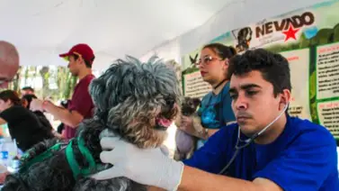 Misión Nevado ofrece consulta y vacunación gratuita para mascotas este 26 de julio: ubicación Misión Nevado ofrece consulta y vacunación gratuita para mascotas este 26 de julio: ubicación