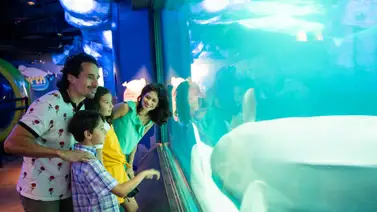 Museos de Chicago: días de acceso gratuito esta semana del 27 al 31 de julio Museos de Chicago: días de acceso gratuito esta semana del 27 al 31 de julio