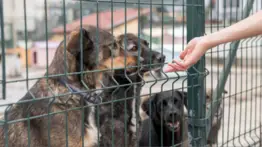 Pequeños detalles que marcarán la diferencia en los refugios de mascotas: la solidaridad comunitaria transforma vidas