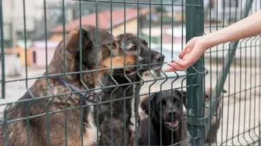 Pequeños detalles que marcarán la diferencia en los refugios de mascotas: la solidaridad comunitaria transforma vidas Pequeños detalles que marcarán la diferencia en los refugios de mascotas: la solidaridad comunitaria transforma vidas