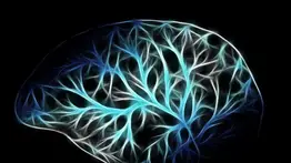 El nervio vago: el eje de la conexión entre el cerebro y el bienestar integral