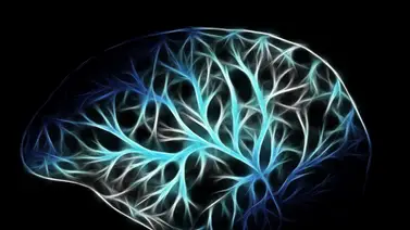El nervio vago: el eje de la conexión entre el cerebro y el bienestar integral El nervio vago: el eje de la conexión entre el cerebro y el bienestar integral