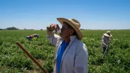 Protección laboral: sepa qué hacer si su empresa no le da agua ni sombra durante las olas de calor en California