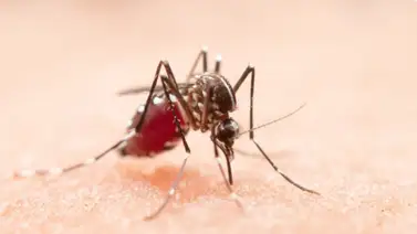 Los verdaderos factores químicos que atraen a los mosquitos: el mito de la sangre dulce Los verdaderos factores químicos que atraen a los mosquitos: el mito de la sangre dulce