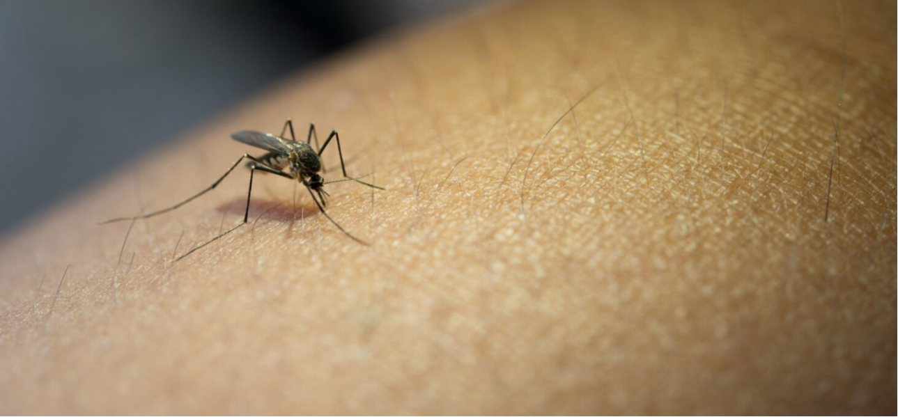 Los verdaderos factores químicos que atraen a los mosquitos: el mito de la sangre dulce