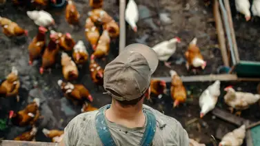 Derechos laborales en EEUU: ¿Cómo saber si te pagan lo correcto en plantas de carne y pollo? Derechos laborales en EEUU: ¿Cómo saber si te pagan lo correcto en plantas de carne y pollo?