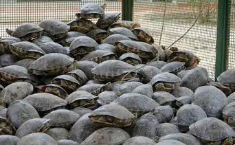 Tráfico de tortugas bajo investigación: despliegan operativo por el hallazgo de 150 ejemplares en Nueva Jersey