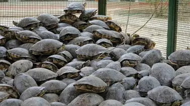 Tráfico de tortugas bajo investigación: despliegan operativo por el hallazgo de 150 ejemplares en Nueva Jersey Tráfico de tortugas bajo investigación: despliegan operativo por el hallazgo de 150 ejemplares en Nueva Jersey