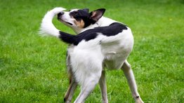 Esta es la razón por la que el perro persigue su cola