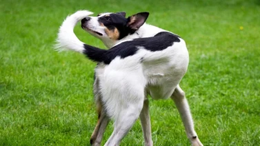 Esta es la razón por la que el perro persigue su cola
