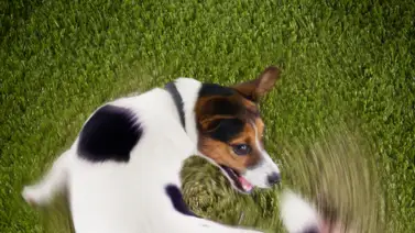 Perro provocó un incendio por morder una batería de litio (+Video) Perro provocó un incendio por morder una batería de litio (+Video)