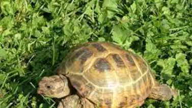 ¿Cuántas horas al día deben dormir las tortugas terrestres? Aquí te decimos ¿Cuántas horas al día deben dormir las tortugas terrestres? Aquí te decimos