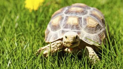 ¿Cuántas horas al día deben dormir las tortugas terrestres? Aquí te decimos ¿Cuántas horas al día deben dormir las tortugas terrestres? Aquí te decimos