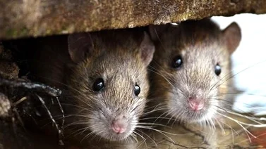 ¡De terror! Plaga de ratas invadió un edificio en Caracas (+Video)