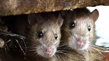 ¡De terror! Plaga de ratas invadió un edificio en Caracas (+Video) ¡De terror! Plaga de ratas invadió un edificio en Caracas (+Video)