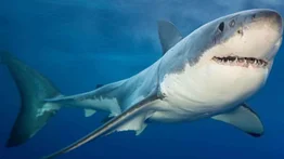 Los grandes tiburones están en peligro de extinción