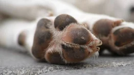 Condenan a mujer por sobrealimentar a su perro