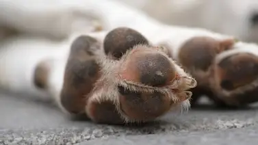 Condenan a mujer por sobrealimentar a su perro Condenan a mujer por sobrealimentar a su perro