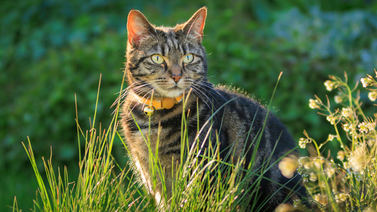 Gato: ¿Qué significa el color de la orina? Entérate