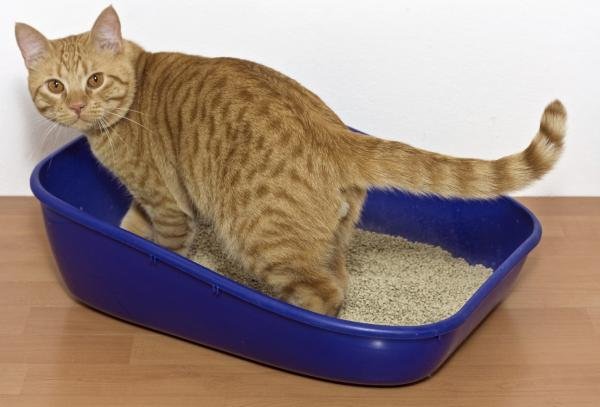 Gato: ¿Qué significa el color de la orina? Entérate Gato: ¿Qué significa el color de la orina? Entérate