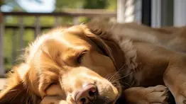 Esta son las causas por las que los perros duermen tanto