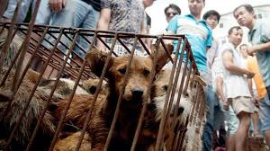 Coreanos protestan contra la ley que prohíbe el consumo de carne de perro