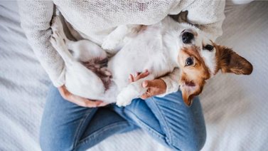 5 señales de que el perro te considera su madre