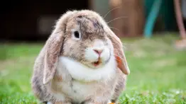 Conejo | ¿Cuántas horas al día debe dormir? Aquí te decimos