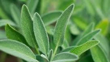Esta es la planta que controla el nivel de azúcar y mejora la concentración