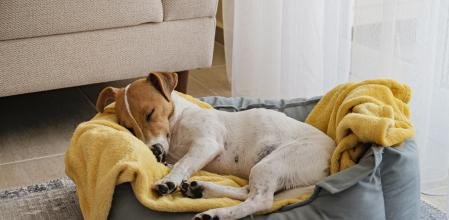 Perro | ¿Cuántas horas al día debe dormir para recargar energía?