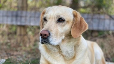 ¿Le puede dar gripe al perro? Esto dicen los expertos