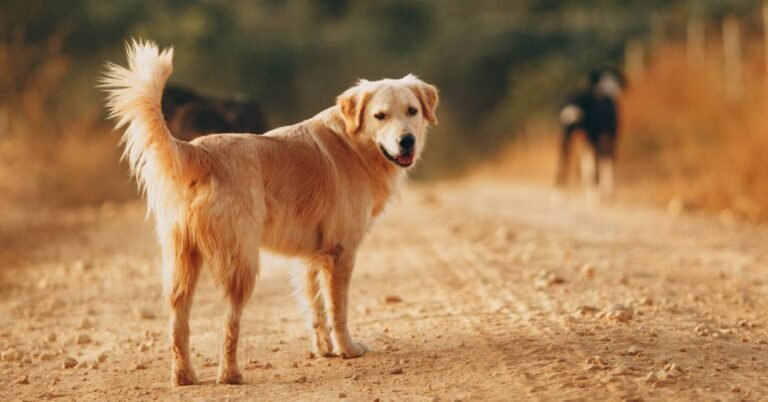 ¿Le puede dar gripe al perro? Esto dicen los expertos ¿Le puede dar gripe al perro? Esto dicen los expertos