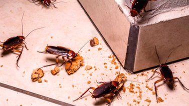 Este remedio casero es efectivo para exterminar las cucarachas en el hogar