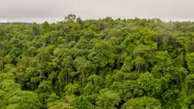 Flor que se creía extinta hace más de 40 años fue hallada en los bosques de Ecuador Flor que se creía extinta hace más de 40 años fue hallada en los bosques de Ecuador
