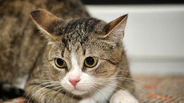 Gato | Esta es la frecuencia con la cual debe ser desparasitado