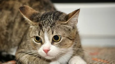 Gato | Esta es la frecuencia con la cual debe ser desparasitado