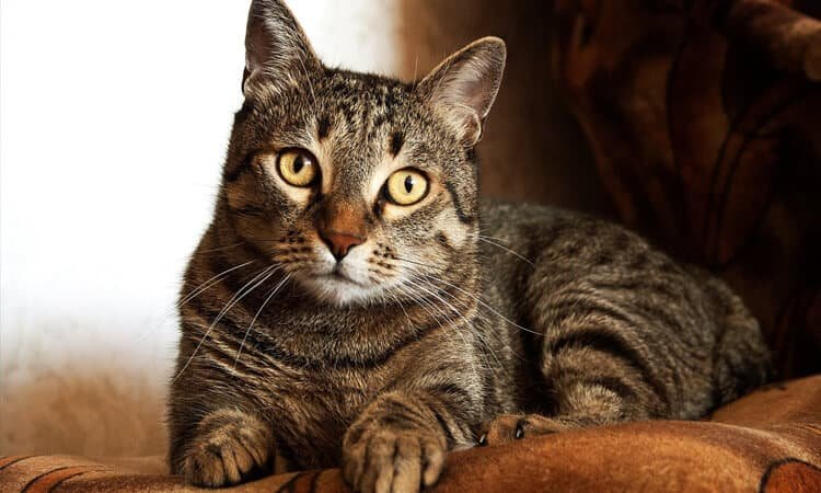 Gato | Esta es la frecuencia con la cual debe ser desparasitado Gato | Esta es la frecuencia con la cual debe ser desparasitado