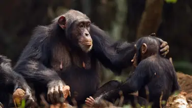 Intercambio de gestos de los chimpancés son similares a conversaciones humanas Intercambio de gestos de los chimpancés son similares a conversaciones humanas