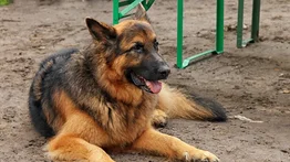 Los tres animales que pueden salvar vidas detectando enfermedades en humanos (+Detalles)