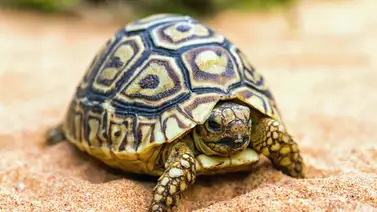 ¿Las tortugas se desparasitan? Esto dicen los expertos ¿Las tortugas se desparasitan? Esto dicen los expertos