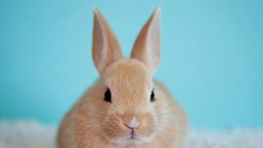 ¿Cómo debe ser la higiene del conejo? Esto dicen los expertos