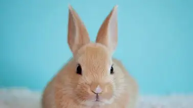 ¿Cómo debe ser la higiene del conejo? Esto dicen los expertos ¿Cómo debe ser la higiene del conejo? Esto dicen los expertos