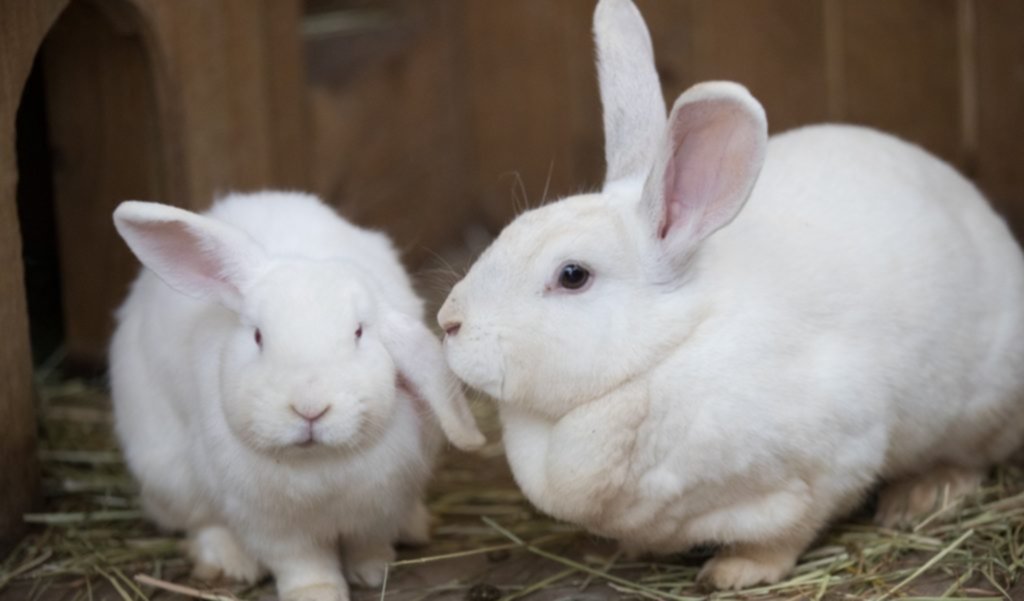 ¿Cómo debe ser la higiene del conejo? Esto dicen los expertos ¿Cómo debe ser la higiene del conejo? Esto dicen los expertos