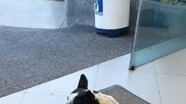 Ofrecen alta recompensa en dólares por información del perrito ‘Manchas’ (+MONTO) Ofrecen alta recompensa en dólares por información del perrito ‘Manchas’ (+MONTO)