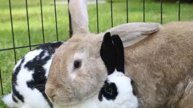 Señales para saber si el conejo está a punto de morir Señales para saber si el conejo está a punto de morir