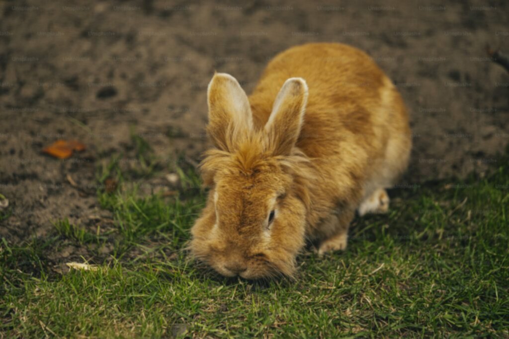 ¿Cuándo debes vacunar al conejo? Esto dicen los expertos