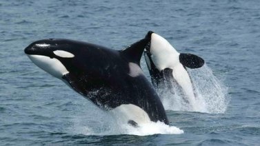 EEUU | Ballena ataca a una embarcación con dos pescadores (+Video)