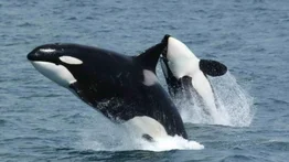 EEUU | Ballena ataca a una embarcación con dos pescadores (+Video)